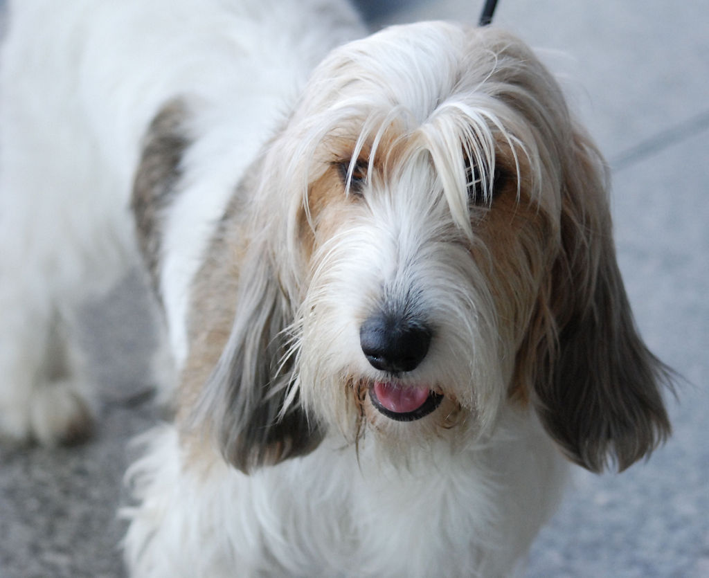 Petit Basset Griffon Vendeen