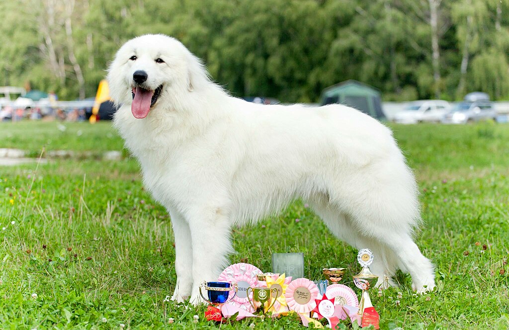 Pyrenean Mountain Dog