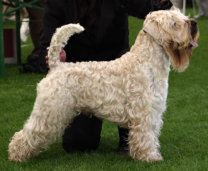 Soft-Coated Wheaten Terrier