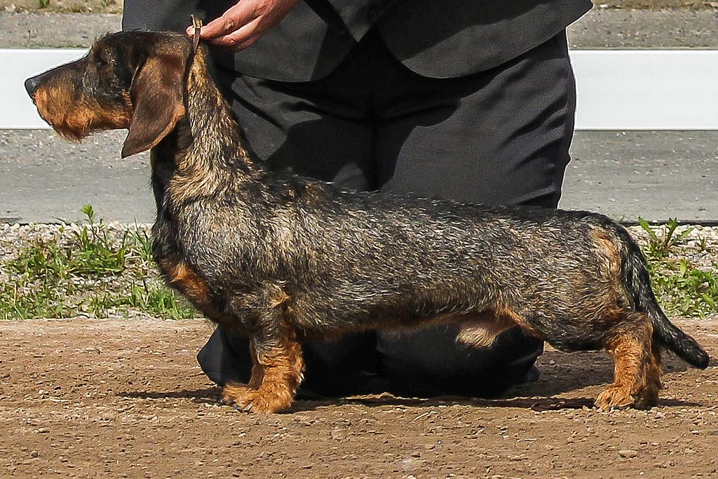 Wirehaired Dachshund 1