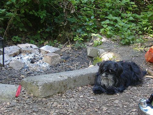 Affenpinscher