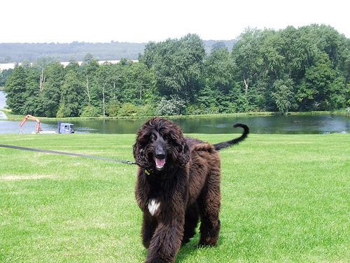 Afghan Hound 1