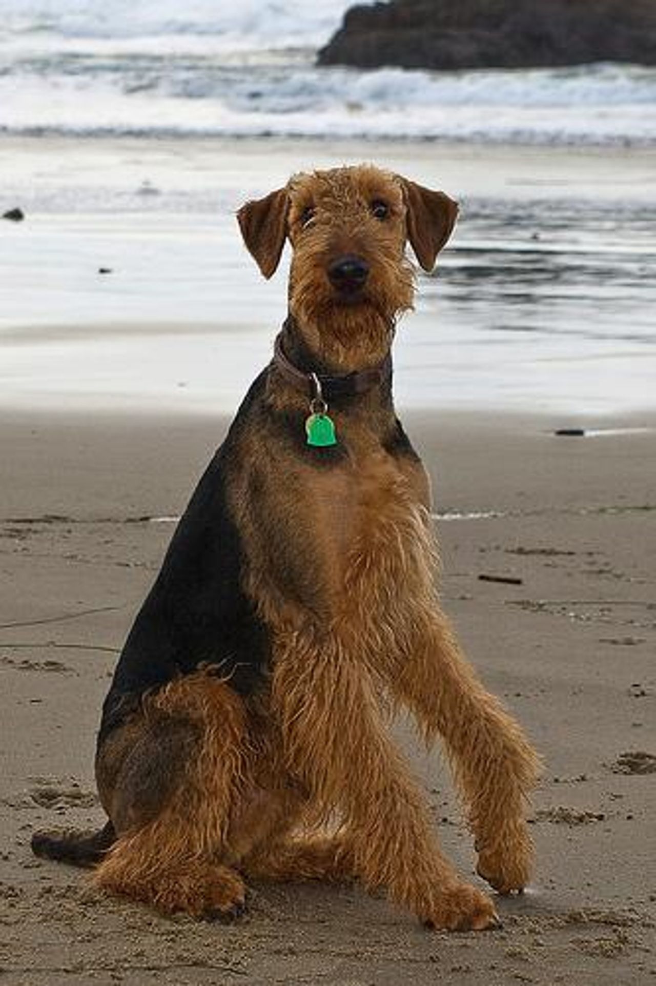 Airedale Terrier