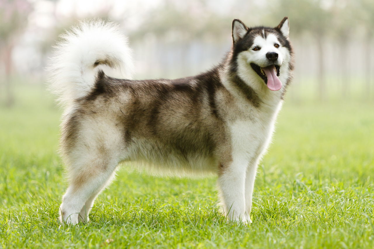 Alaskan Malamute 1