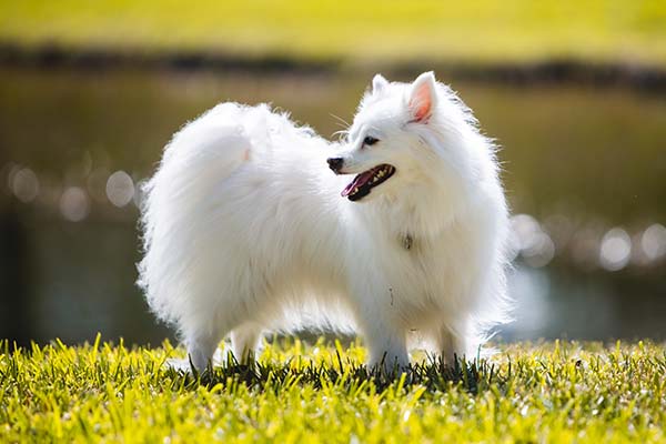 American Eskimo