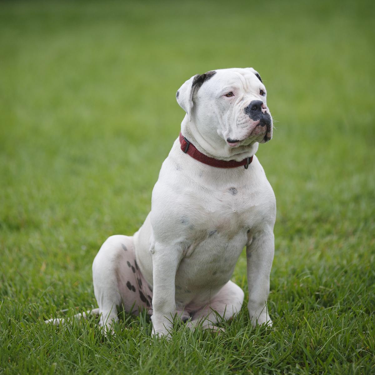 American Bulldog 1