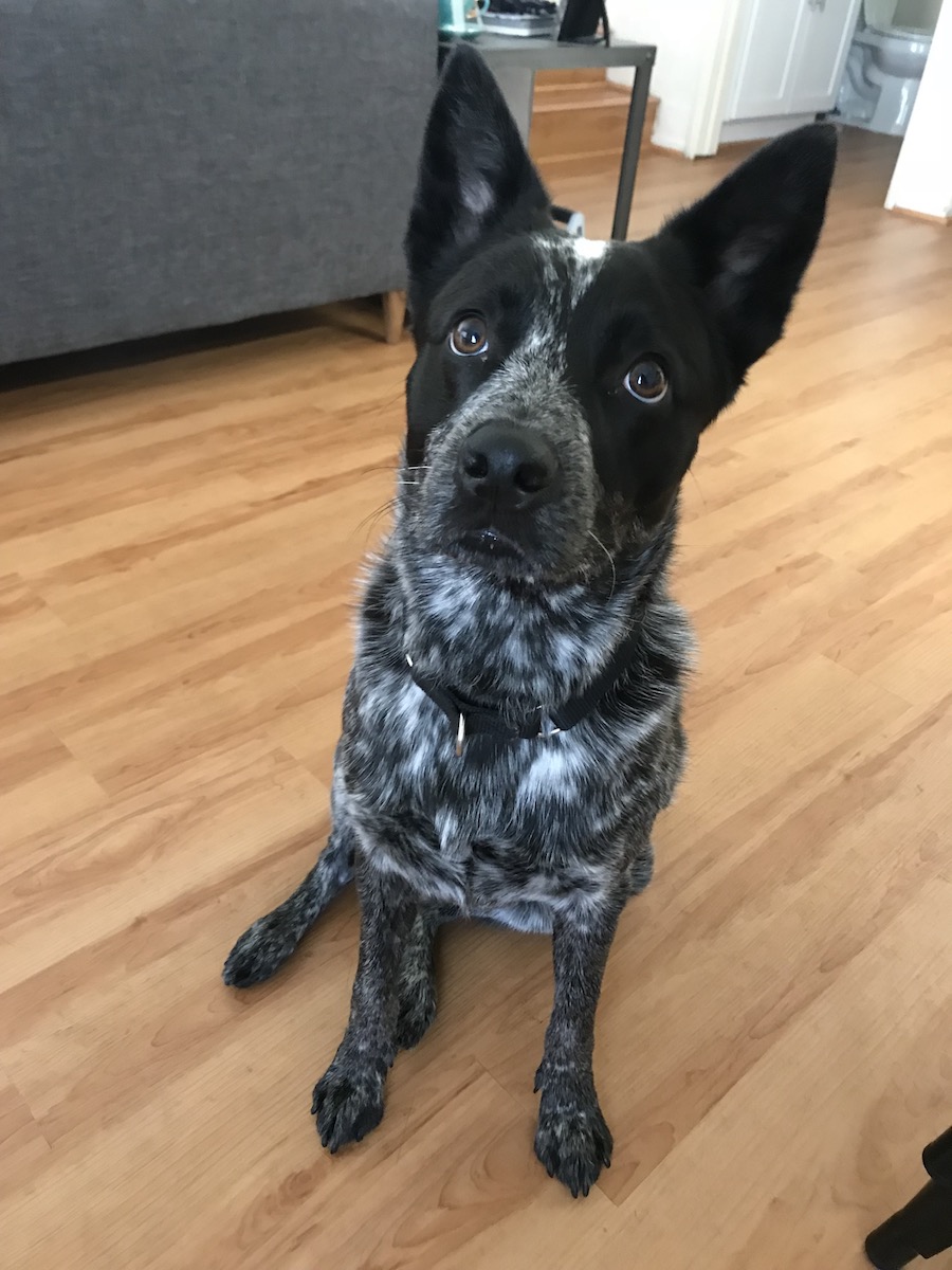 Australian Cattle Dog 1