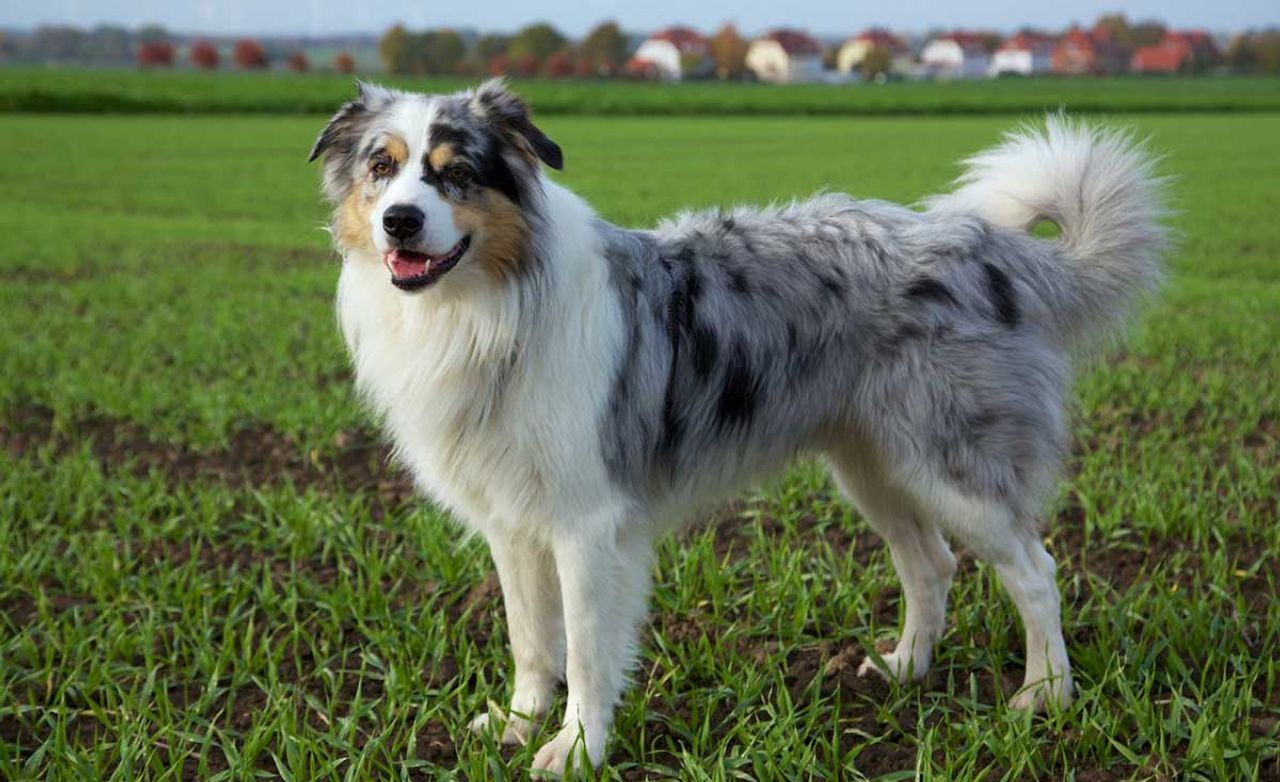 Australian Shepherd 1