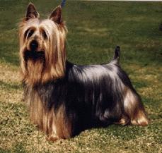 Australian Terrier