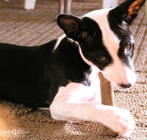 Basenji