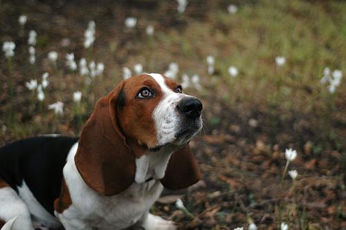 Basset Hound 1