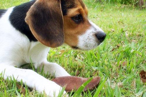 Beagle