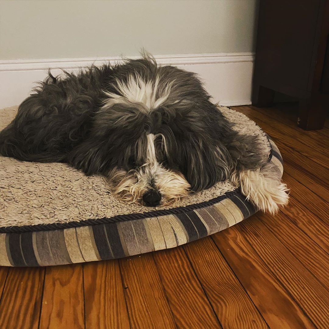 Bearded Collie