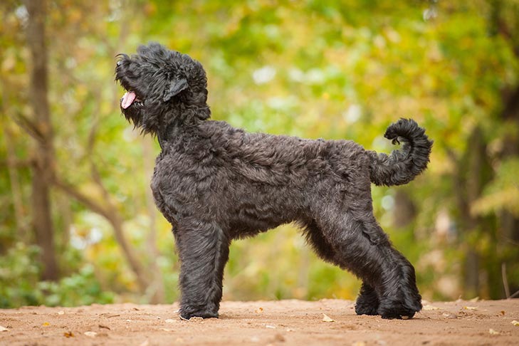 Black Russian Terrier 1