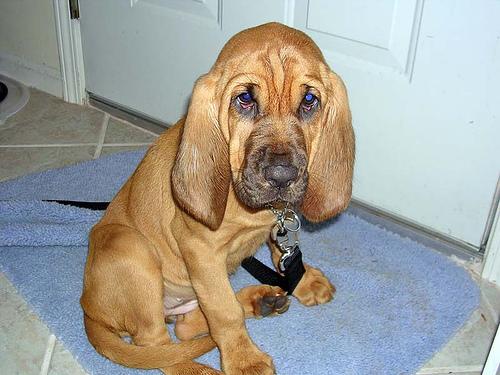 Bloodhound