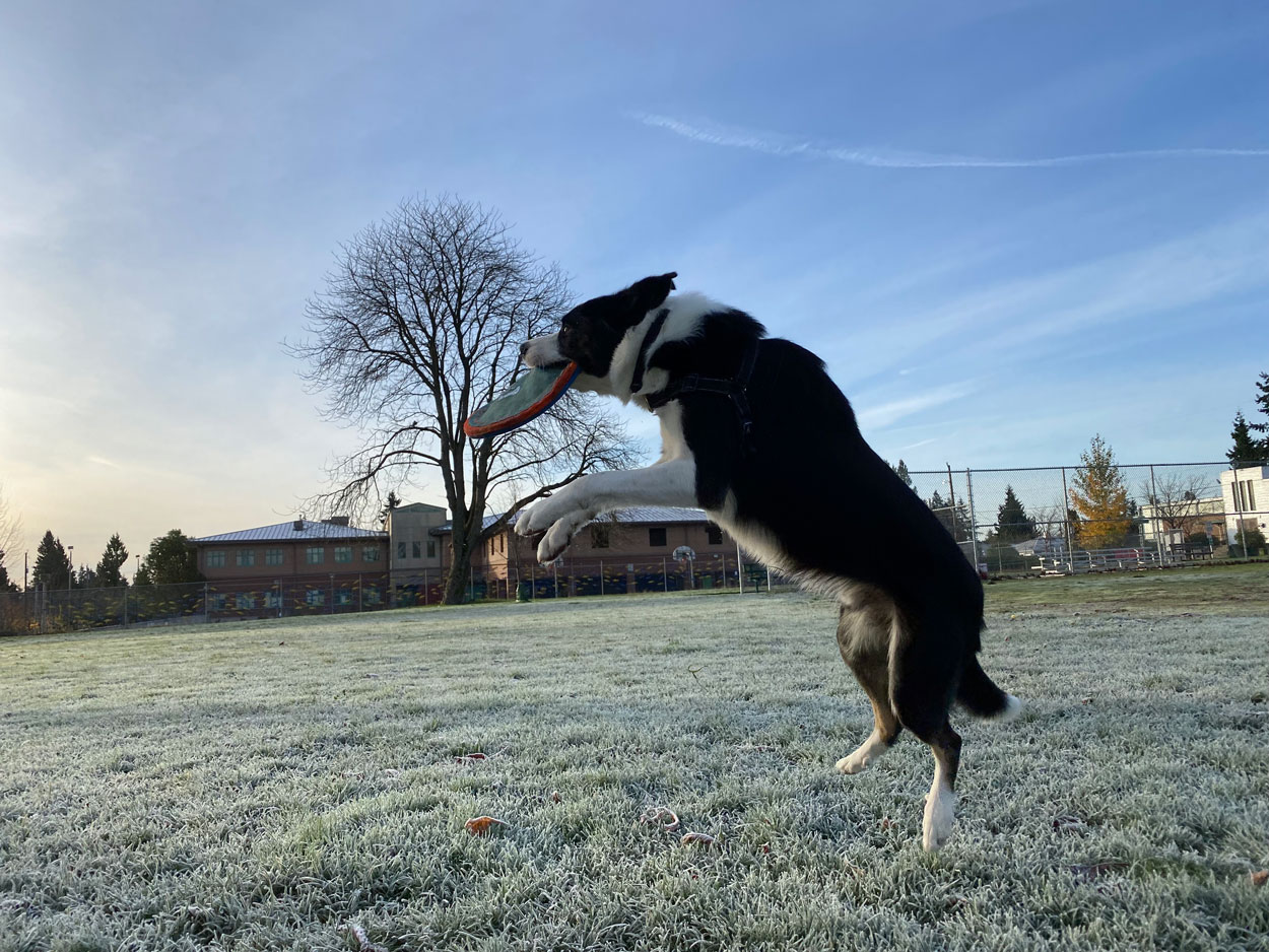 Border Collie 1