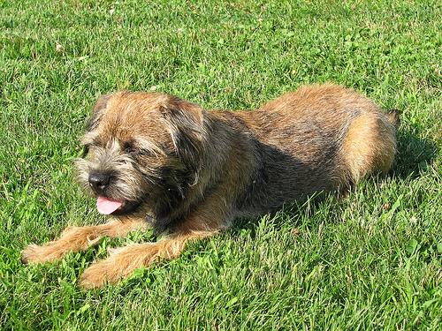 Border Terrier