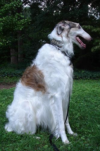 Borzoi 1