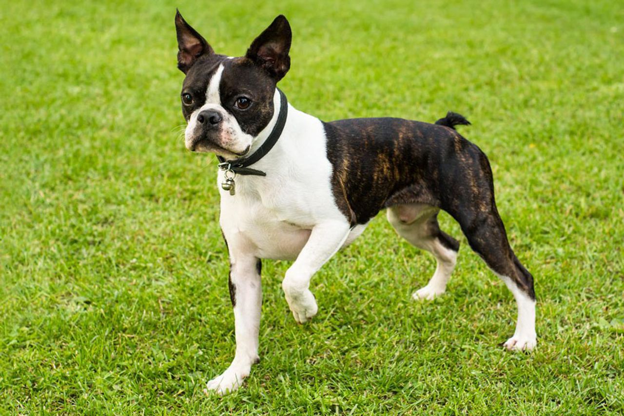 Boston Terrier 1