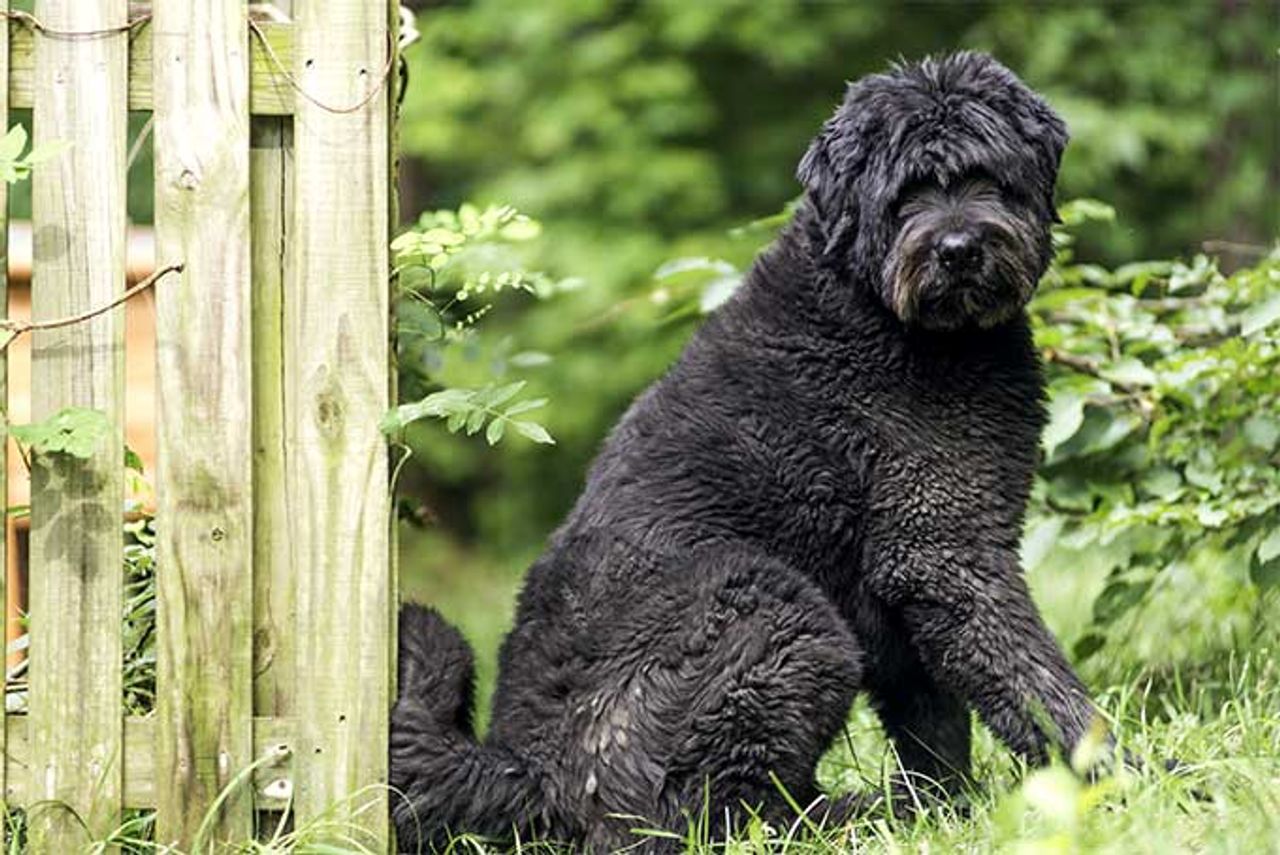 Bouvier des Flandres 1