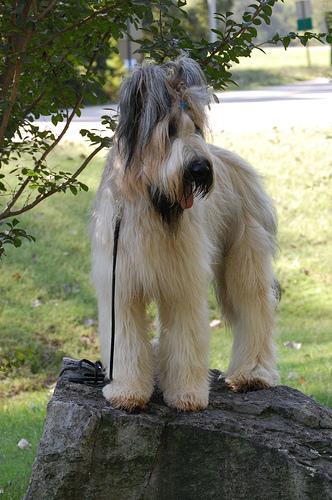 Briard 1