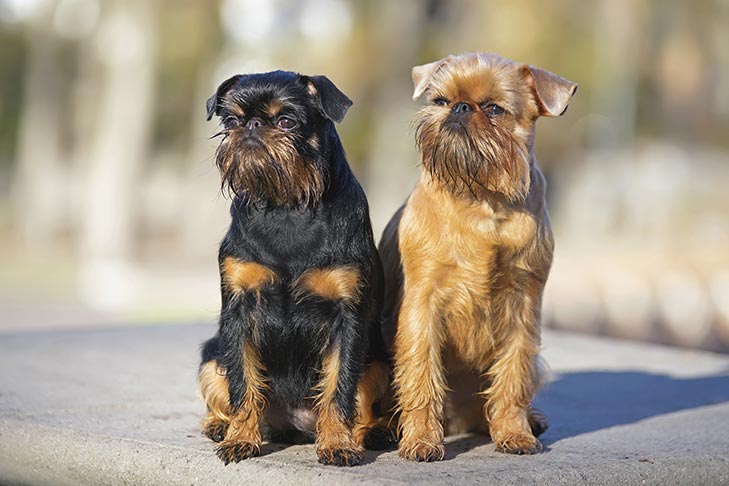 Brussels Griffon 1