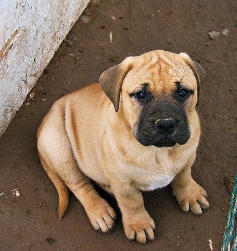 Bullmastiff