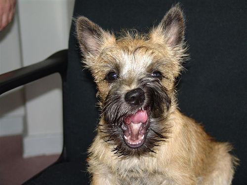 Cairn Terrier 1