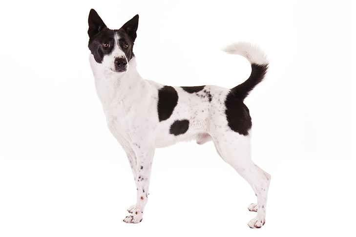 Canaan Dog