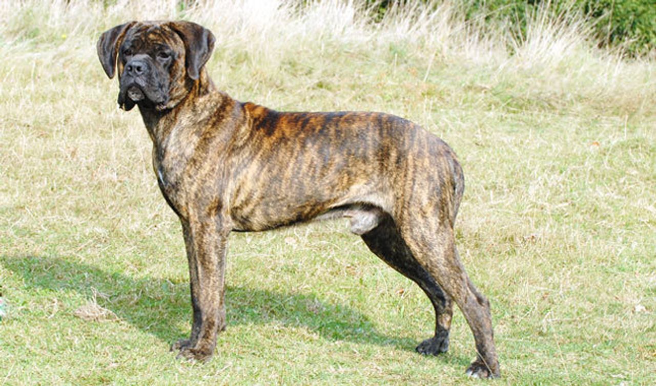 Cane Corso 1