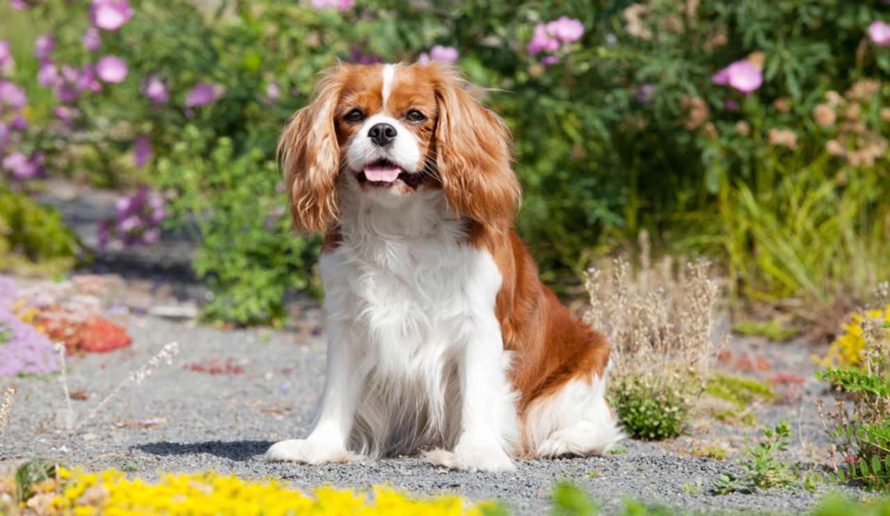 Cavalier King Charles Spaniel 1