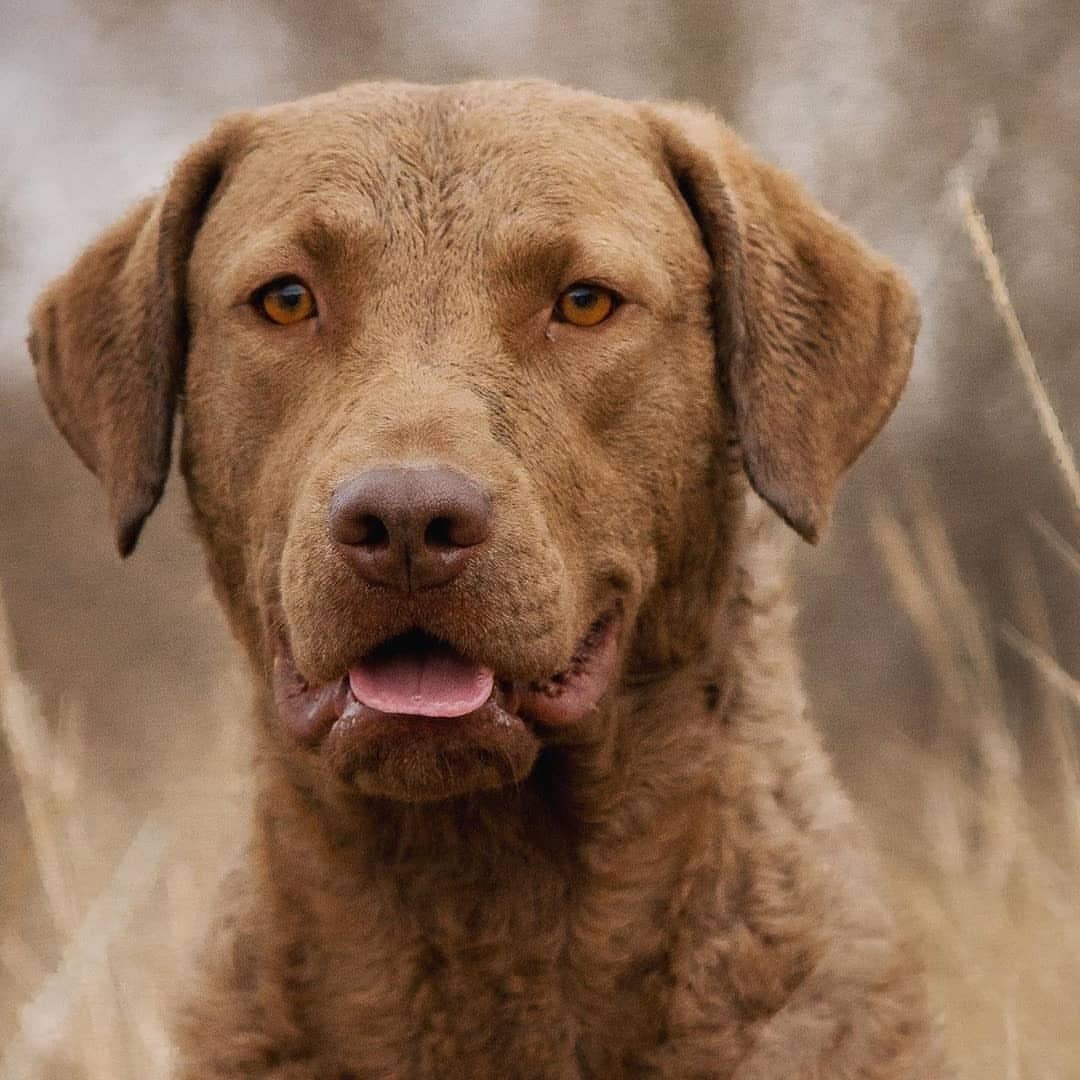 Chesapeake Bay Retriever