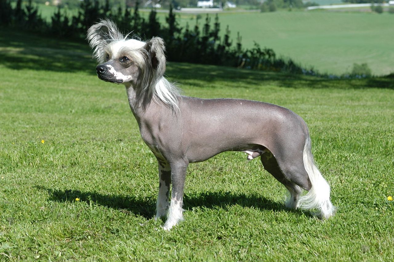 Chinese Crested 1