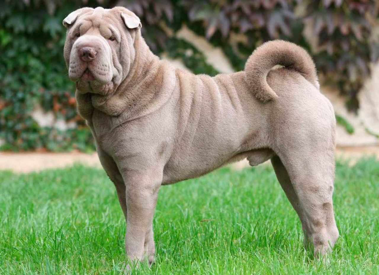 Chinese Shar-Pei 1