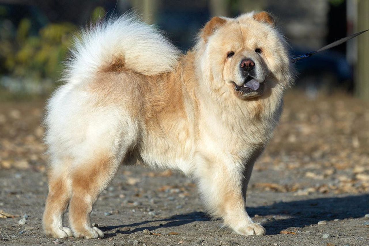 Chow Chow 1