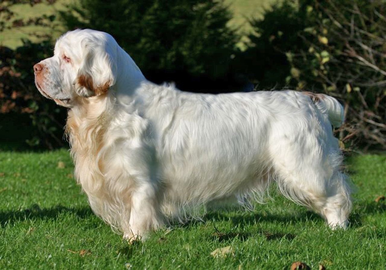 Clumber Spaniel 1