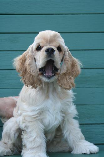 Cocker Spaniel 1