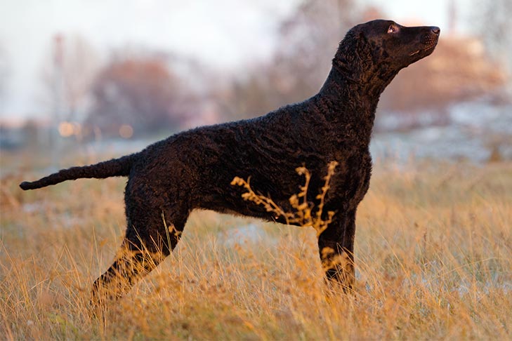 Curly-Coated Retriever