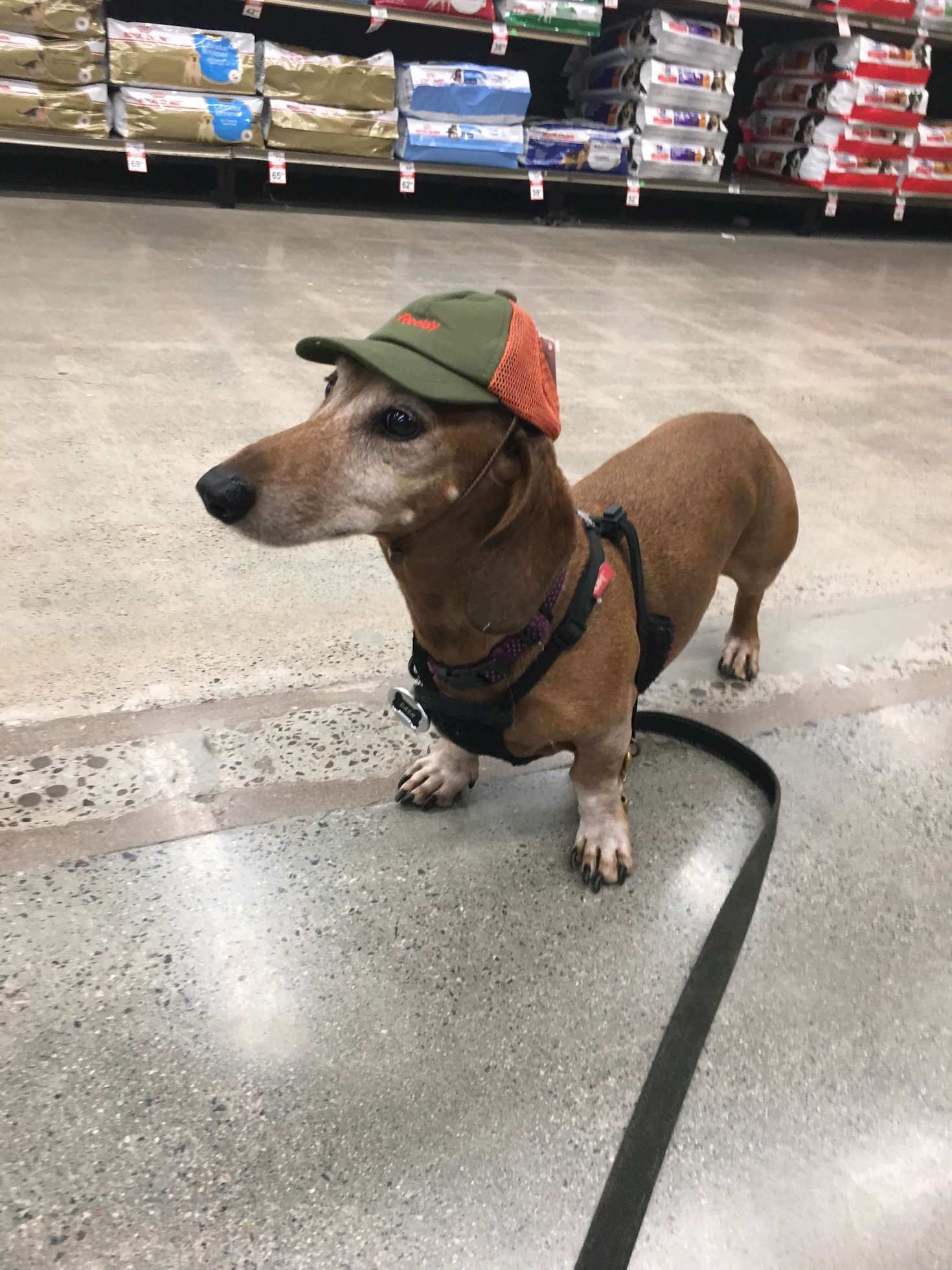 Dachshund