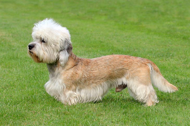 Dandie Dinmont Terrier 1