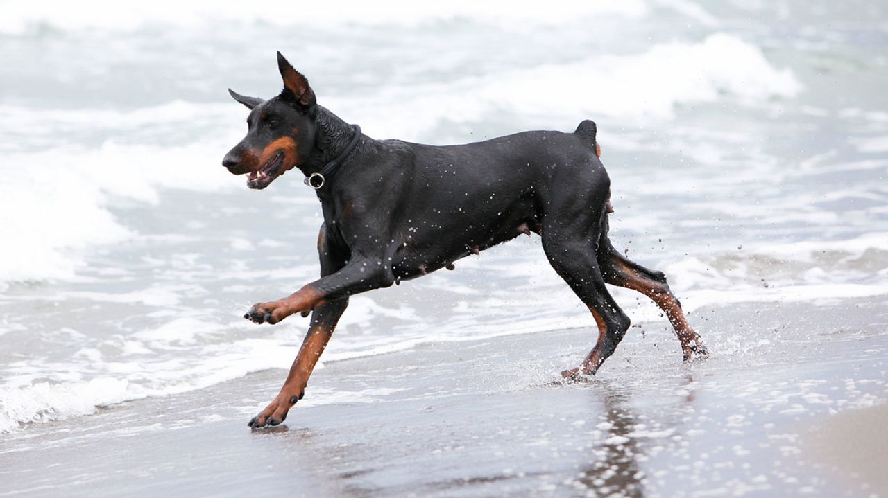 Doberman Pinscher 1