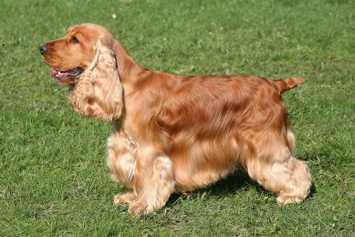 English Cocker Spaniel 1