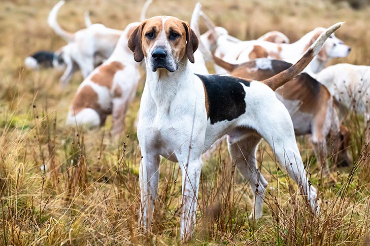 English Foxhound 1