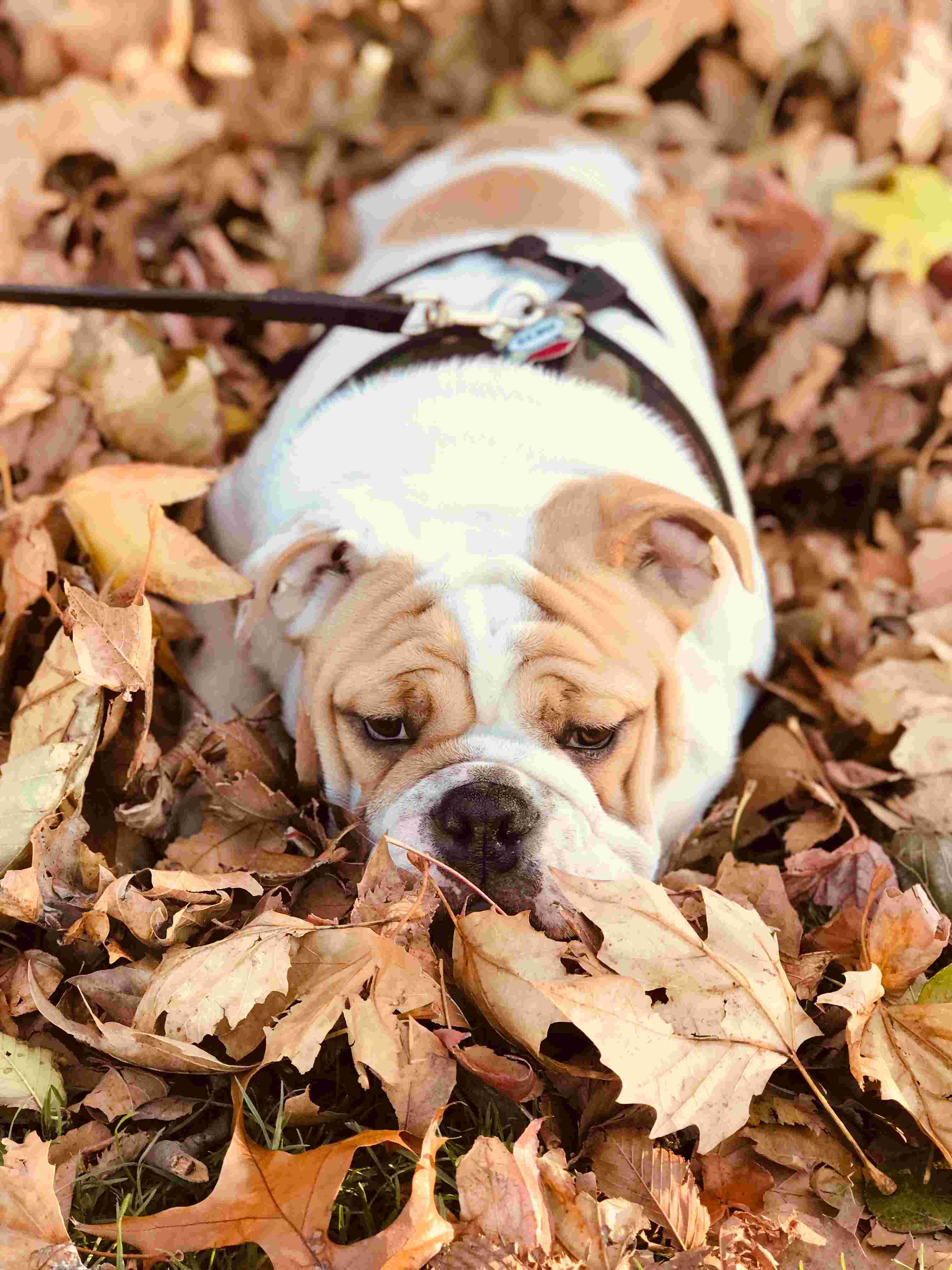 English Bulldog