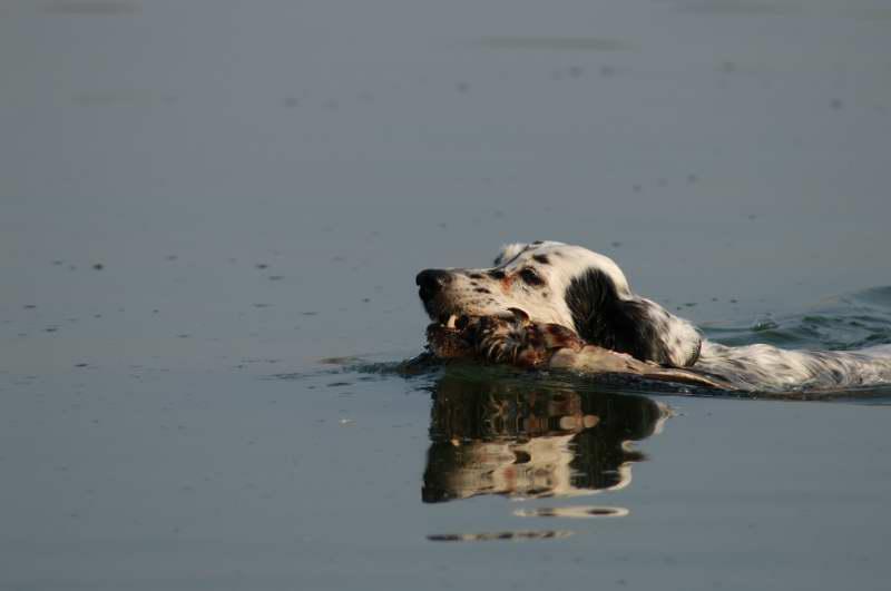 English Setter 1