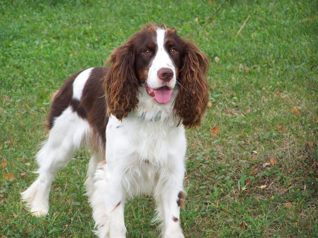 English Springer Spaniel