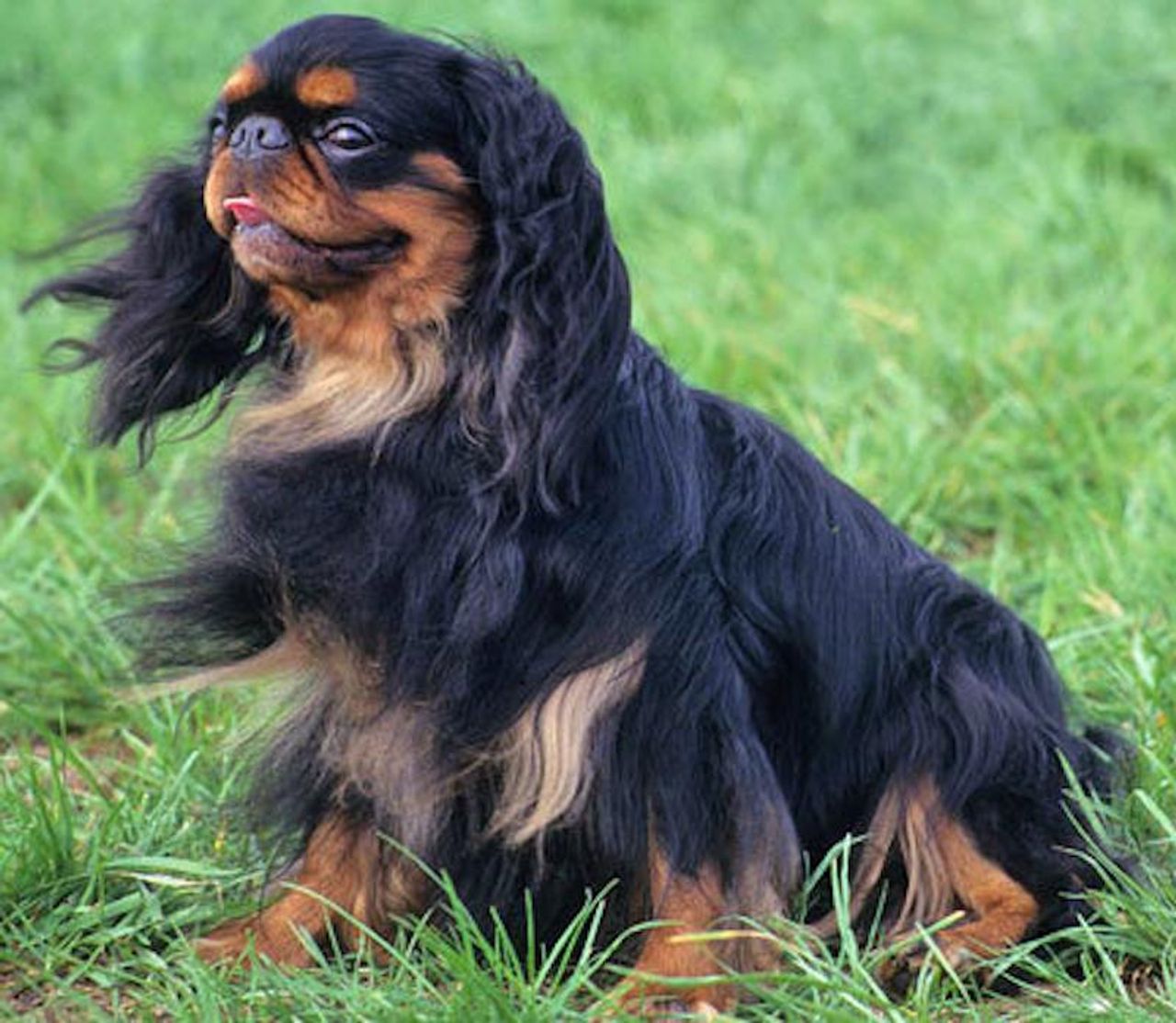 English Toy Spaniel 1