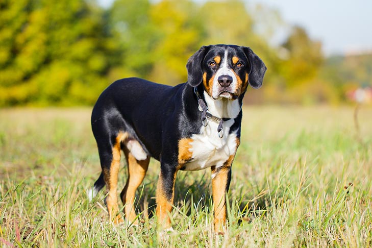 Entlebucher Mountain Dog