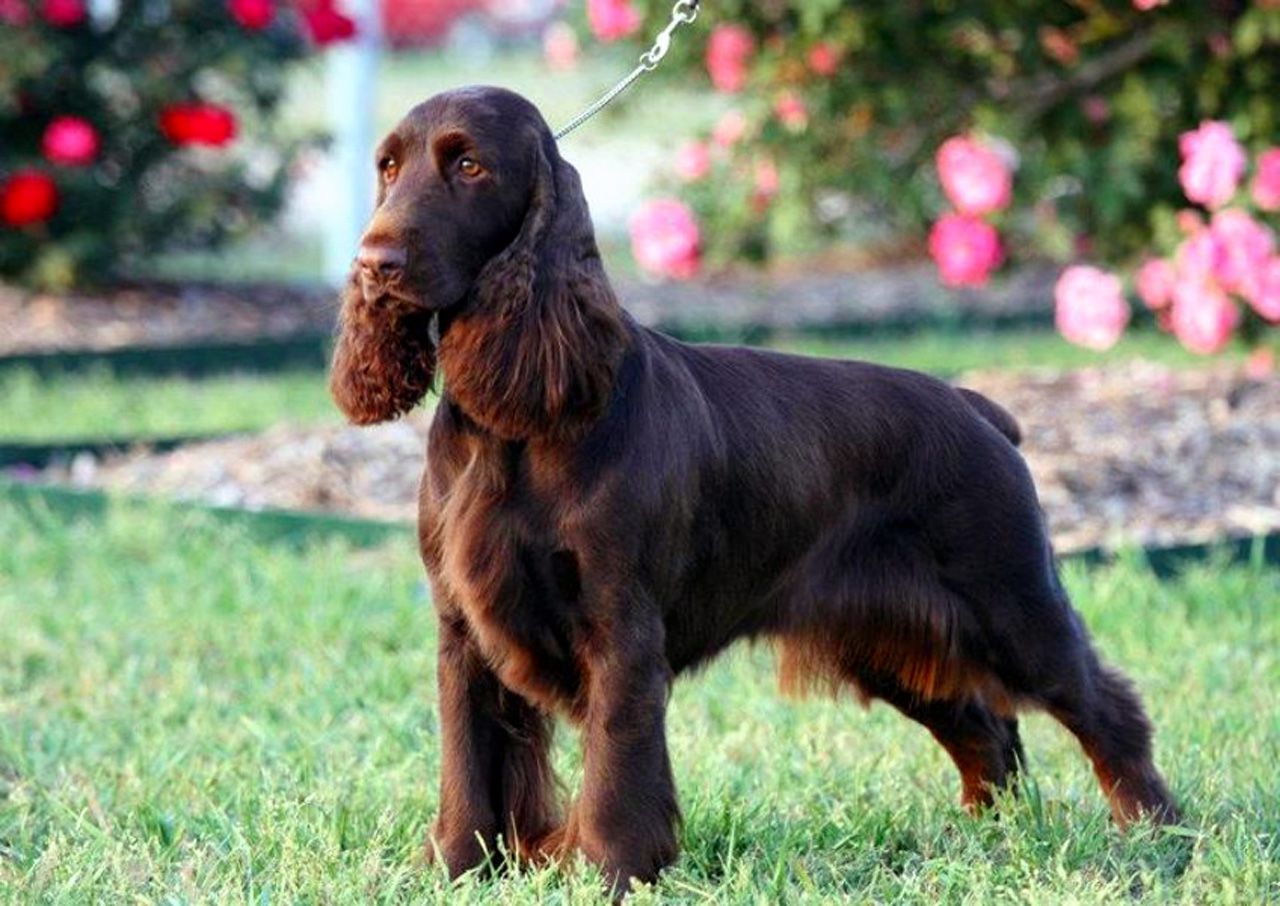 Field Spaniel 1