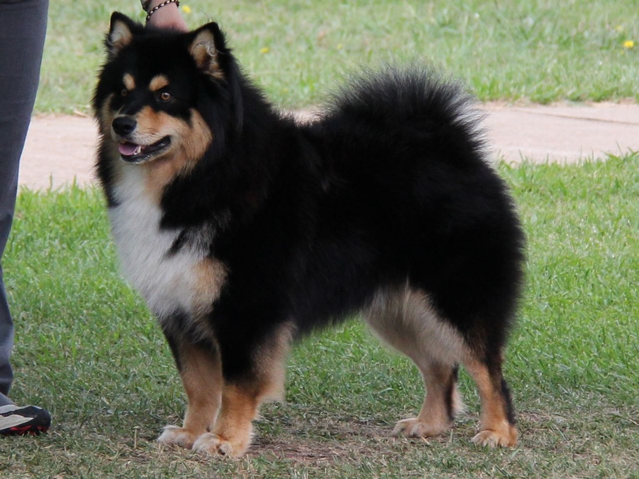 Finnish Lapphund 1